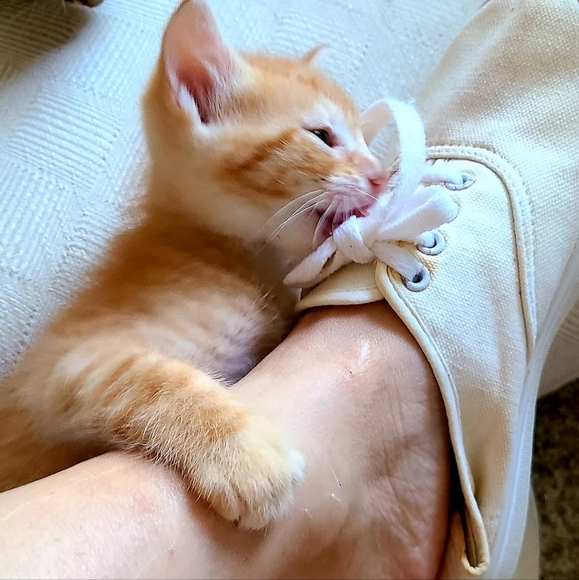 Meet your Posher, Cassi - Picture 14 of 16